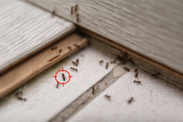 Pest Control Cost in Lexington, OK
