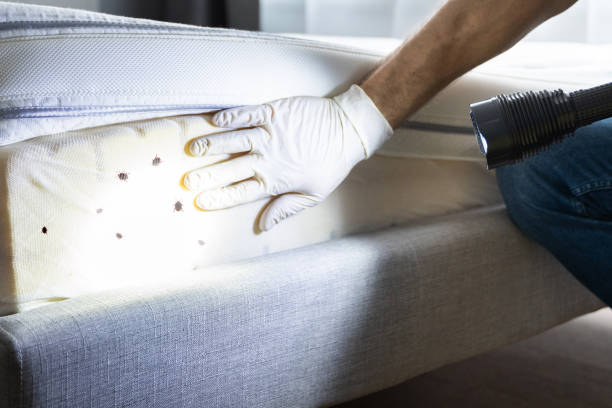 Best Insect Control  in Lexington, OK