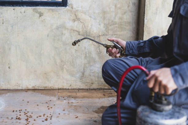 Wasp Removal Services in Lexington, OK